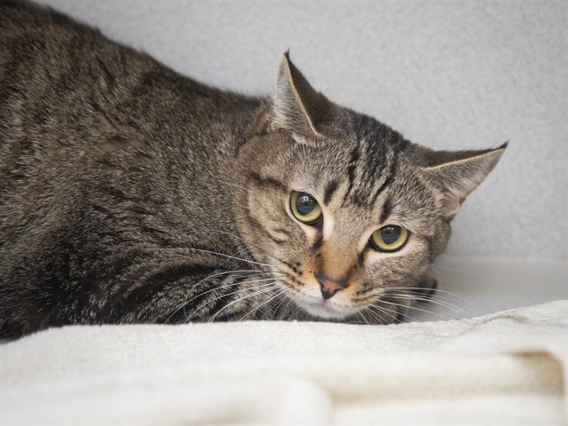Image of Huff the cat