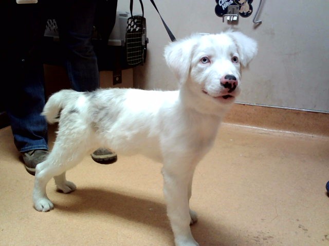 Image_A1052090