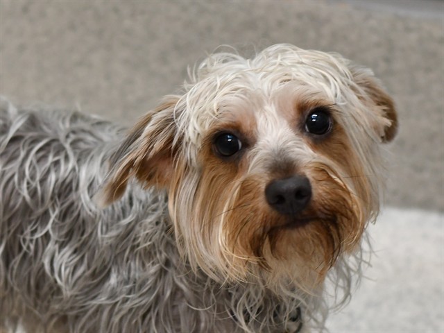 REESIE