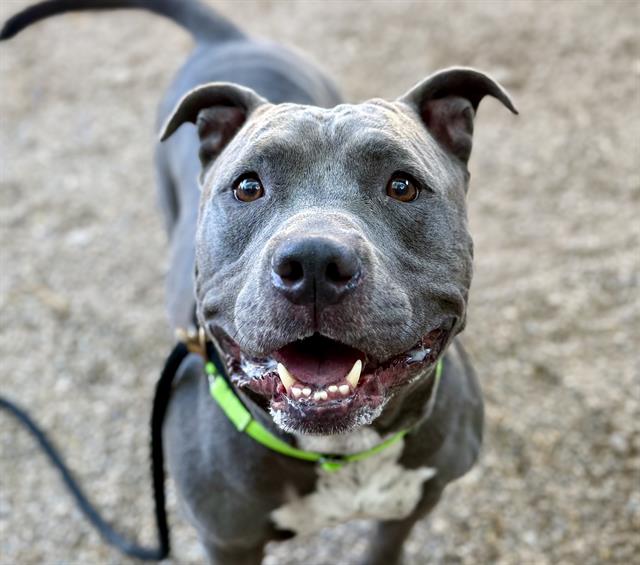 Blue, available for adoption