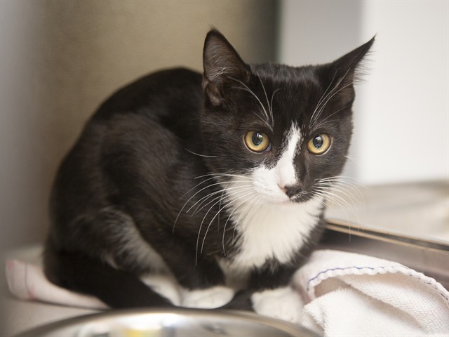 Image of Lagoon the cat
