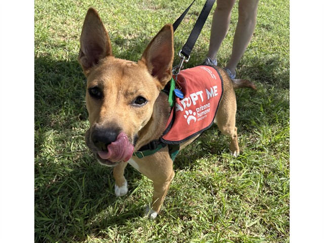 Image of Lexi the dog