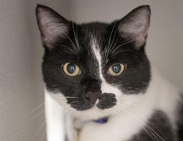 MILO