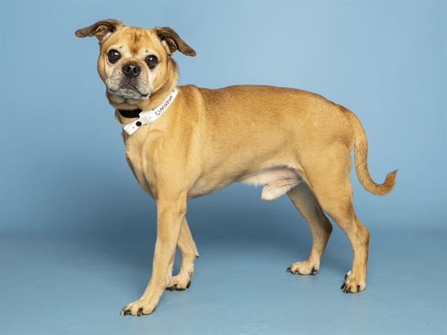 Image of Cinnabun the dog