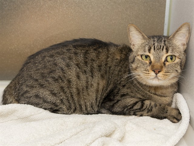 Image of Pippin the cat
