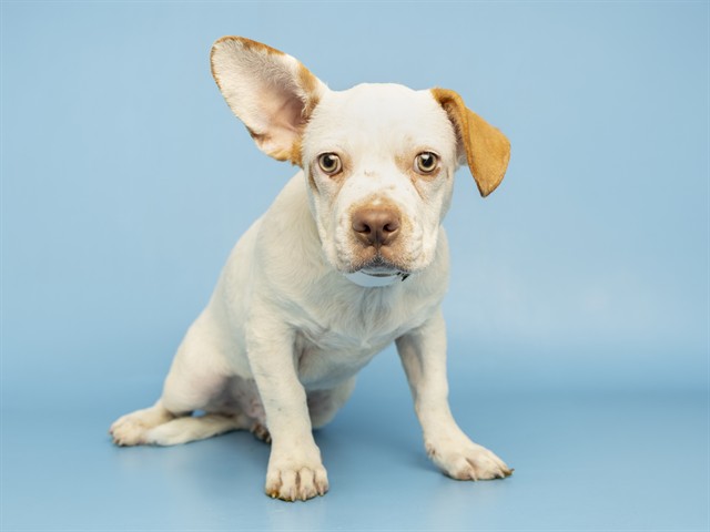 Image of Little Dragon the dog