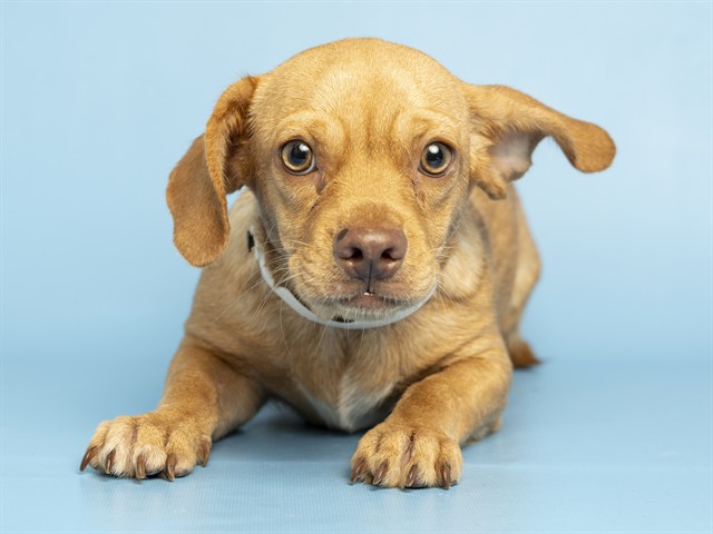 Image of Jr the dog