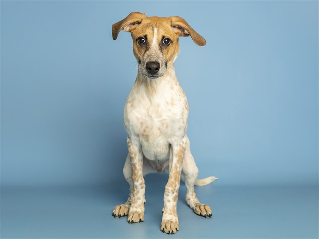 Image of Jasper the dog