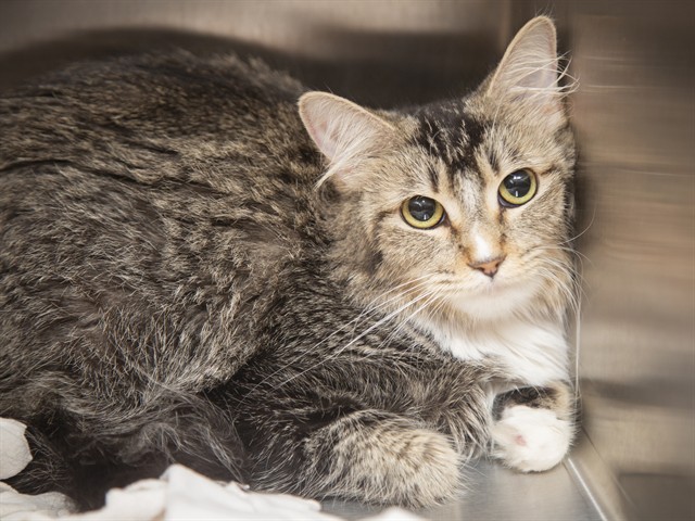 Image of Arizona the cat