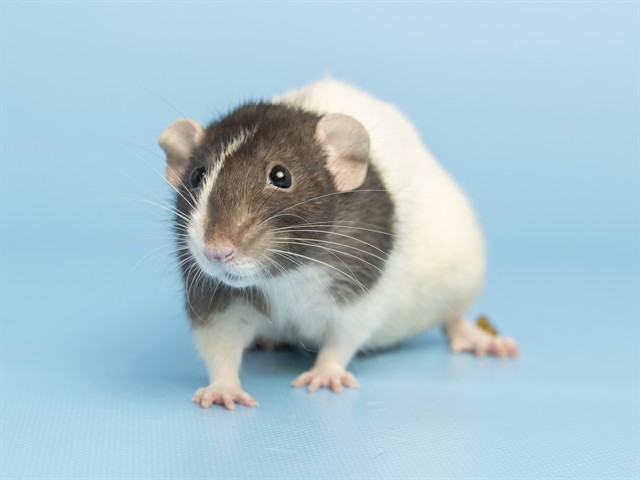 Image of Rattheu the rodent