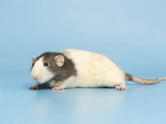 Image of Jonny the rodent