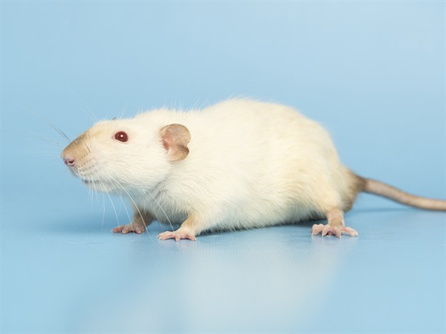 Image of Little Tim the rodent