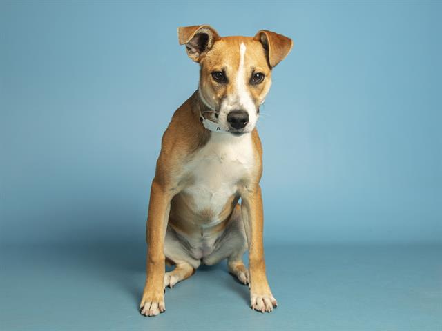 Image of Cassie the dog