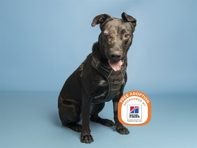 Image of Maddie the dog