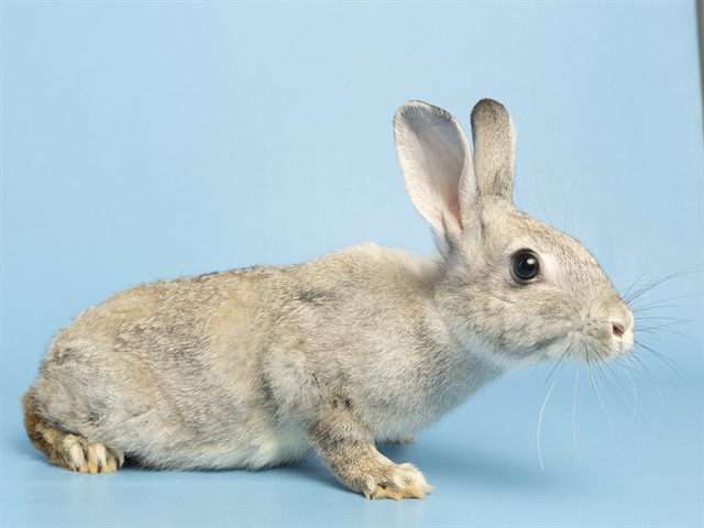 Image of Jude the rabbit