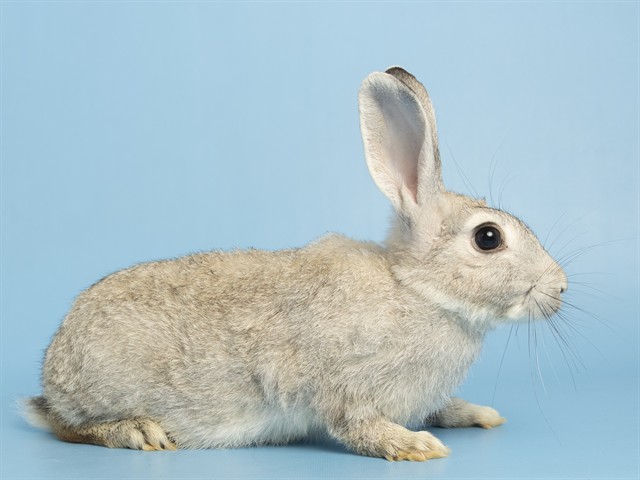 Image of Delano the rabbit
