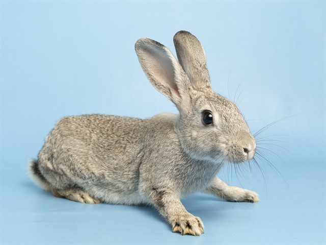 Image of Berry the rabbit