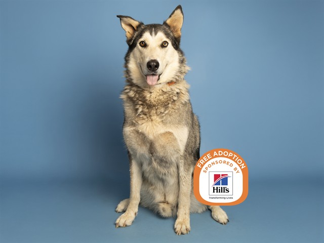 Image of Russ the dog