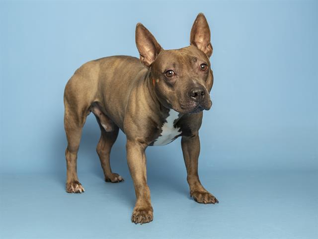 Image of Shadow the dog