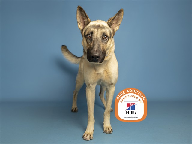 Image of Bruce the dog