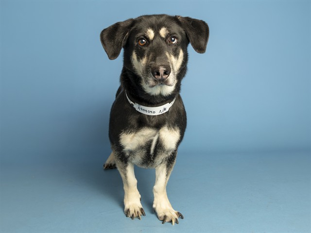 Image of Slinky the dog