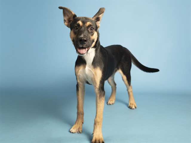 Image of Karma the dog