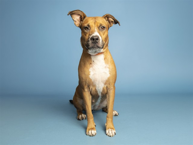 Image of Sky the dog