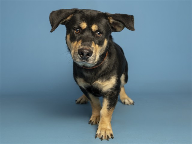 Image of Yoyo the dog