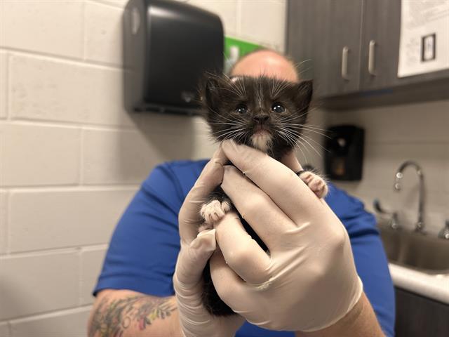 Image_A384838