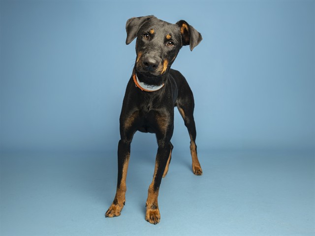 Image of Rocket the dog