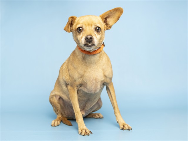 Image of Colby the dog