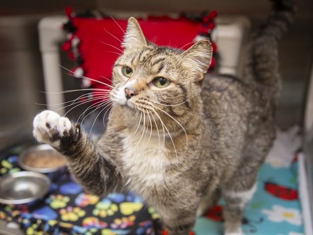 Image of Aurora the cat