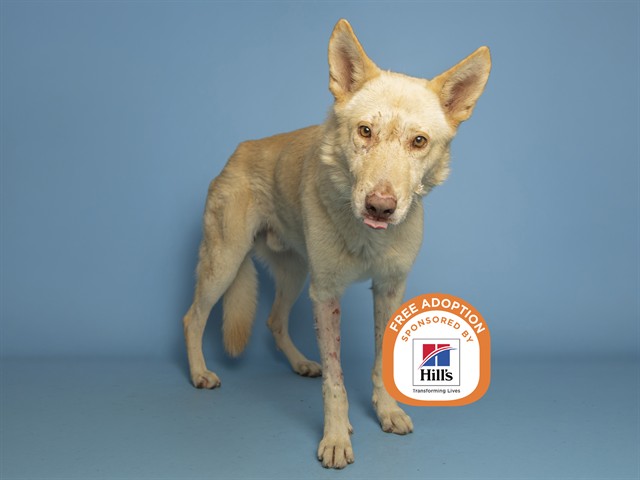 Image of Lucas the dog
