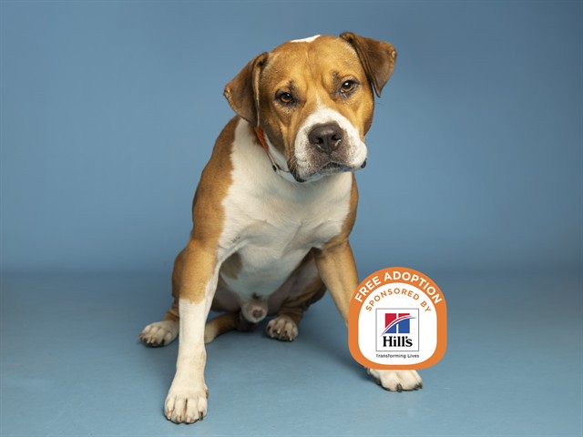 Image of Chase the dog