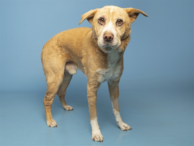 Image of Ol Larry the dog