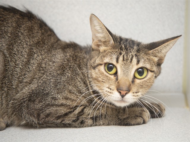 Image of Daria the cat