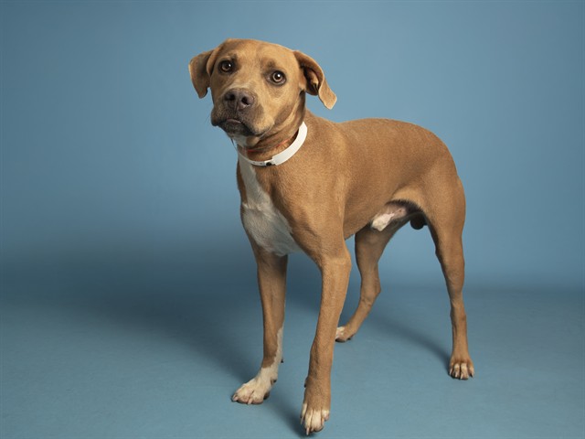 Image of Bruno the dog