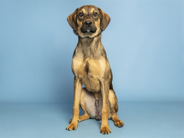 Image of Reese the dog