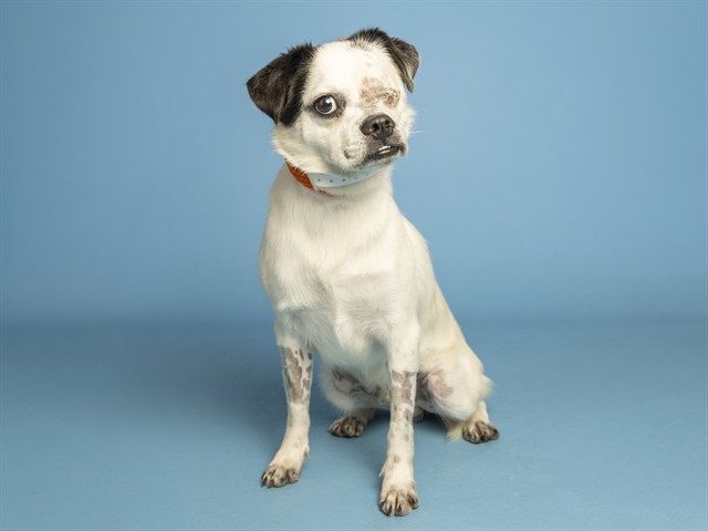 Image of Max the dog