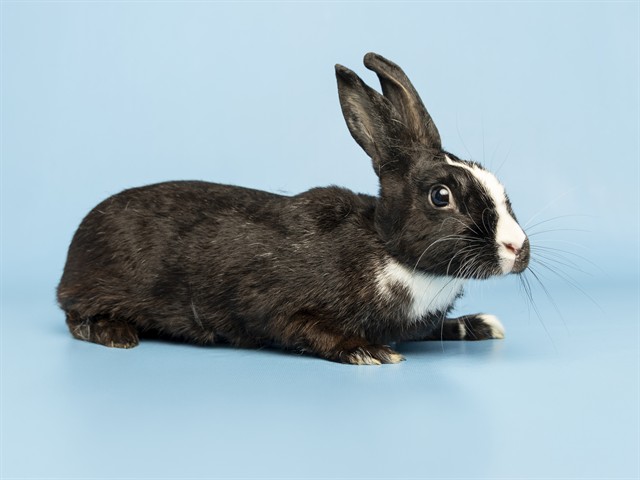 Image of Boo the rabbit