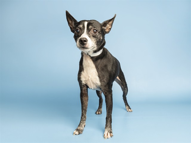 Image of Jr the dog