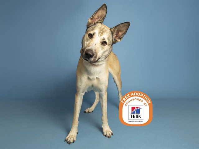 Image of Luz the dog