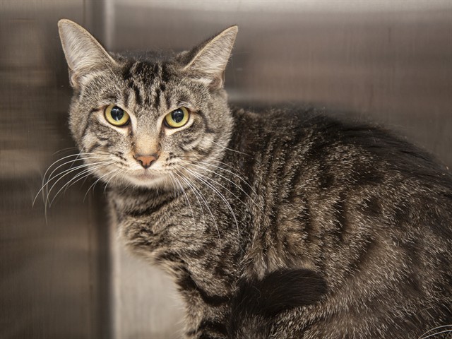 Image of Oliver the cat
