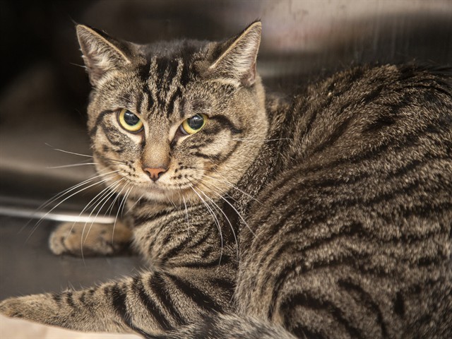 Image of Simon the cat