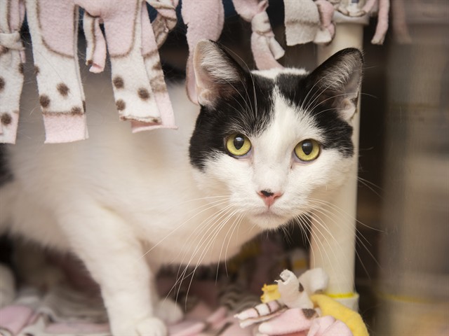 Image of Yuki the cat