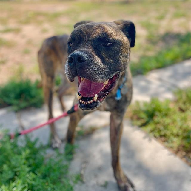 KODA