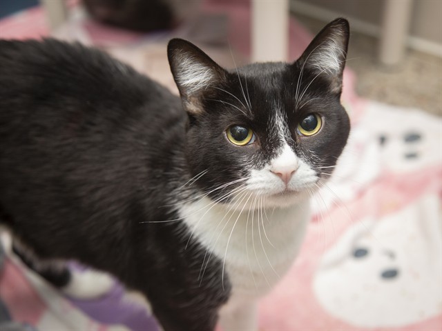 Image of Onyx the cat