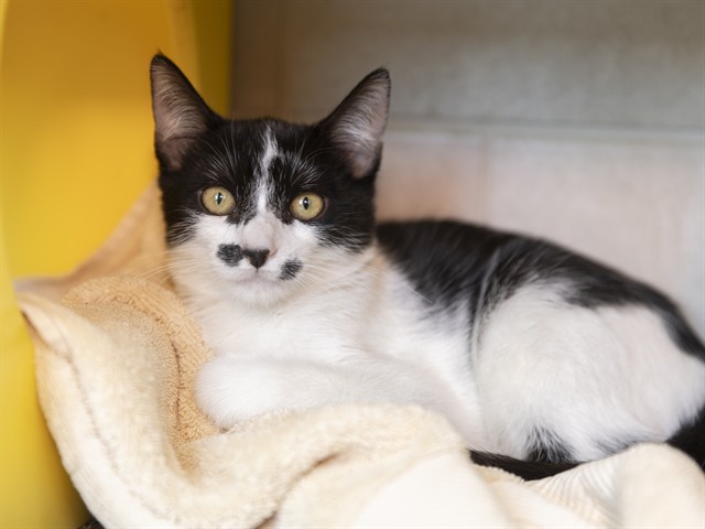 Image of Kitty Cat the cat