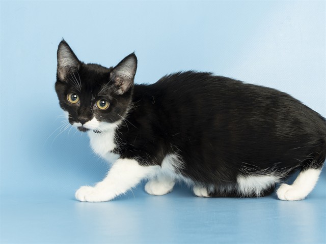 Image of Link the cat