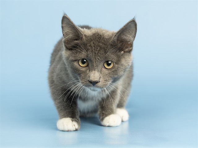 Image of Mint the cat